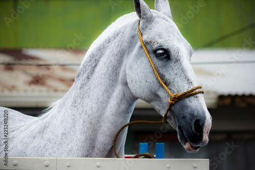 Fotografie Dapple grey horse wearing halter headstall in transport trailer