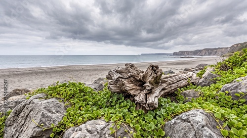 Weathered driftwood rests on rocky shore under a dramatic cloudy coastal sky
