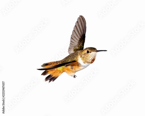 hummingbird in flight isolated