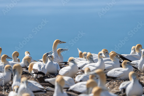 Fotografie Gannets in large nesting colony at Cape Kidnappers