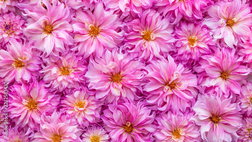 pink dahlia banner 