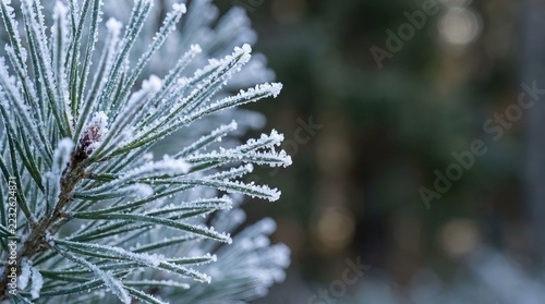 Frosty pine needles covered in white ice crystals during a cold winter day