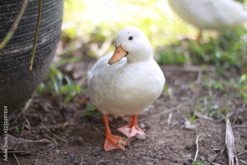 White duck standing on soil in garden setting. Domestic waterfowl outdoors