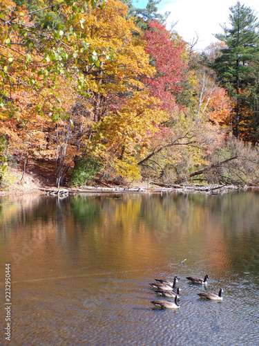 Fall landscape with colorful trees geese on lake  