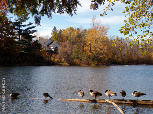 Fall landscape with colorful trees and geese on lake