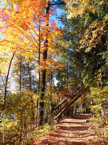 Fall landscape with colorful trees in forest