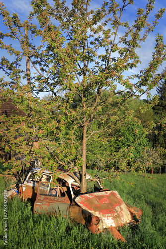Rusty vintage car wreck with a tree growing directly from its inside on a green meadow