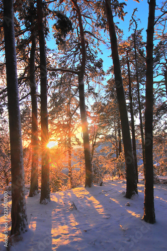 Sunbeams through tree trunks casting shadows on a snowy winter landscape.