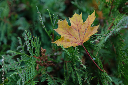 Obraz na plátně yellow-orange maple leaves lie among green coniferous branches, maple, thorny, t