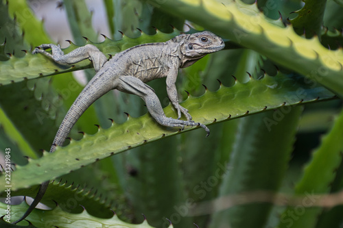 Iguana on Green Agave Plant Leaves Wildlife Close Up