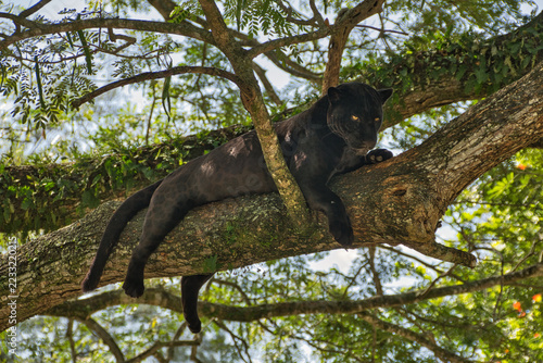 Black Panther Resting on Tree Branch in Jungle Wildlife