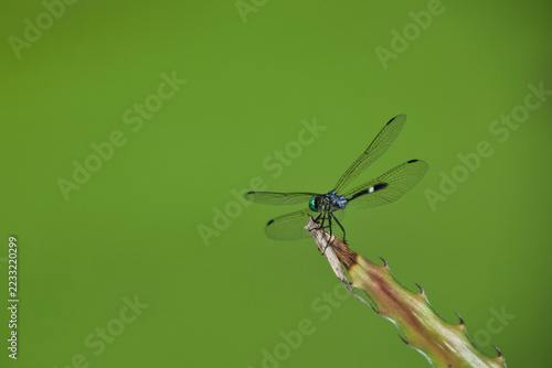 Blue Dragonfly Perched on Plant Tip Close Up with Green Background