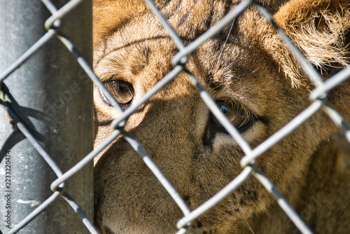Lion Eyes and Face Close Up Behind Metal Chain Link Fence