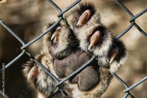 Big Cat Paw and Claws Close Up Behind Chain Link Fence