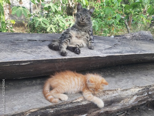 Tabby cat and ginger kitten resting on wooden logs