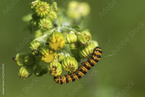 Blood bear, scallop bear, carmine bear, Tyria jacobää, butterfly, cinnabar moth, inchworm, insects, moths, moths, moths, caterpillar, butterfly
