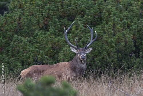 A year earlier I was able to photograph this red deer (Cervus elaphus) not far from this spot, rutting season, Denmark