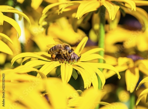 Honey bee (Apis mellifera) sits on yellow flower, black-eyed Susan (Rudbeckia hirta), Bavaria, Germany