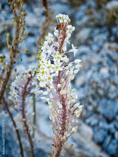 Fotografie Close-up of a flowering white sea squill (Drimia maritima) in a rocky natural la