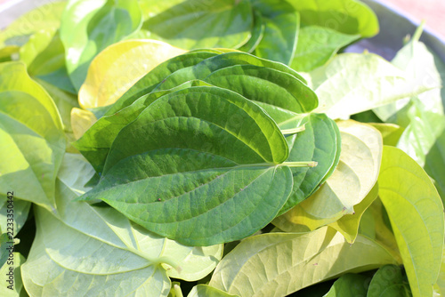 Fotografie Fresh heart-shaped betel leaves, a traditional Asian herb for medicine and chewing paan