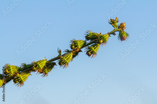 Obraz na plátně Common agrimony seeds, Latin name Agrimonia eupatoria
