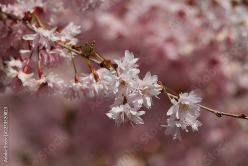 Fotografie A close up of pink cherry blossom in Spring. UK.