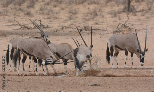 Obraz na plátně Group of gemsbok Oryx gazella fighting and competing at waterhole, Kgalagadi