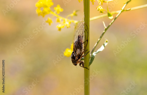 Fotografie Cicada (Cicadidae) on a plant branch.