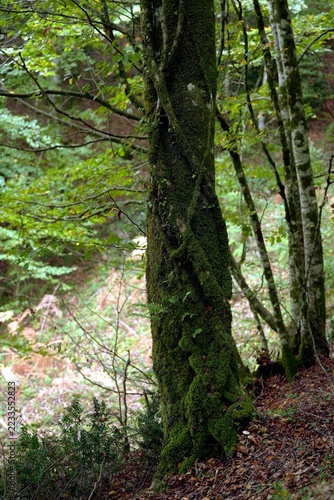 Obraz na plátně A tree trunk in the forest, covered in green moss and entwined with vines