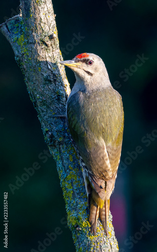Fotografie Grey-hedaded Woodpecker in a natural habitat