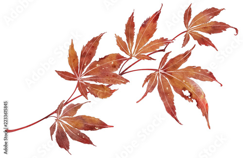 Watercolor Japanese Maple Branch Isolated