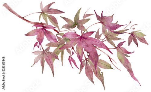 Watercolor Purple Maple Branch Isolated