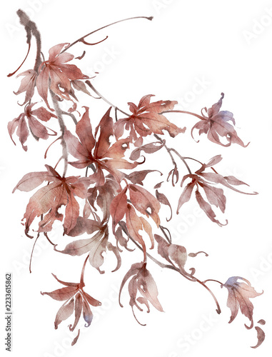 Maple Branch with Autumn Leaves Watercolor Illustration