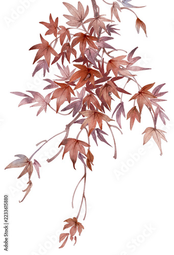 Maple Leaves Branch in Autumn Watercolor Illustration