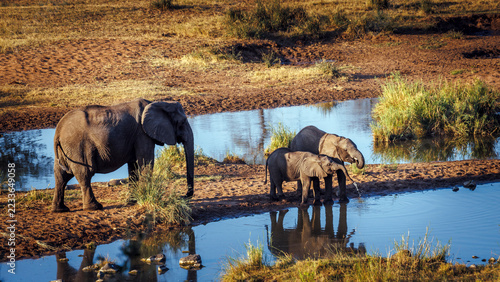African bush elephant famlily group drinking in river scenery in Greater Kruger National park, South Africa ; Specie Loxodonta africana family of Elephantidae