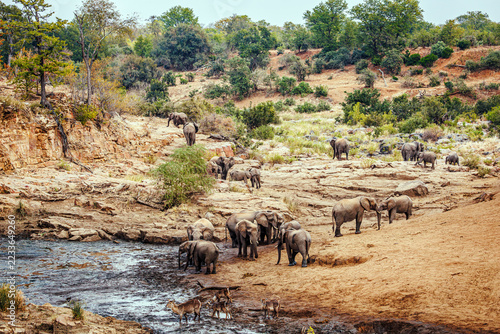 African bush elephant herd in dry riverbed scenery in Greater Kruger National park, South Africa ; Specie Loxodonta africana family of Elephantidae