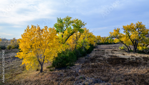 An autumnal eastern cottonwood (Populus deltoides), also known as the eastern cottonwood tree, grows on an arid plain against a backdrop of mesa formations in Oklahoma, USA.