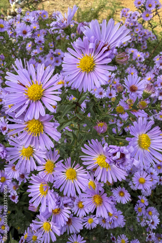 Asters amelles