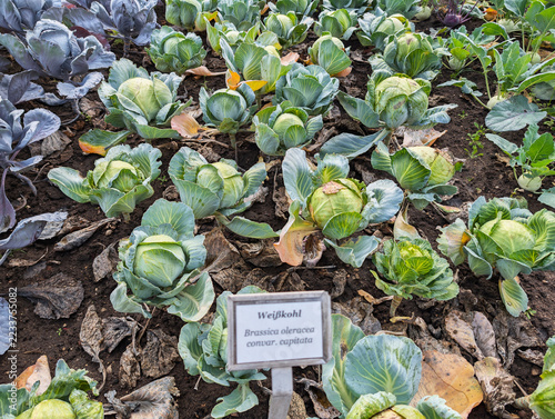 Gemüse, Kohl, Landwirtschaft, Bio, Fald, Bauernhof, Garten, Gesund, Ackerbau