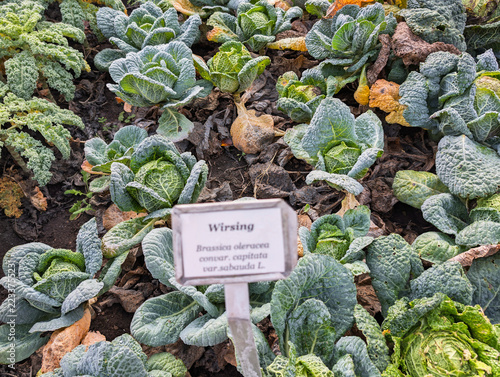Gemüse, Kohl, Landwirtschaft, Bio, Fald, Bauernhof, Garten, Gesund, Ackerbau