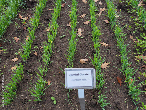 Gerste, Getreide, BIO, Korn, Feld, Ackerbau, Landwirtschaft