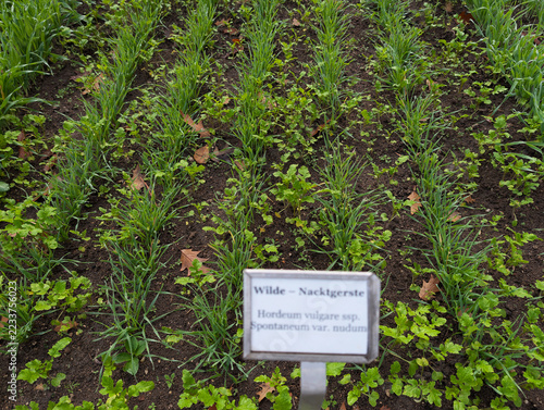 Gerste, Getreide, BIO, Korn, Feld, Ackerbau, Landwirtschaft
