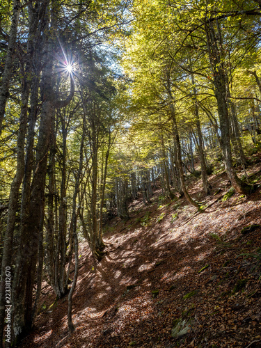 Forest with autum colors in Boue hut trail, France