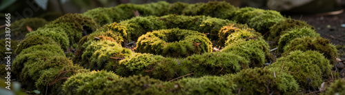 shot lush advent spiral path moss arranged deliberate festive care set dark moody background