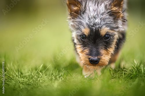 Yorkshire Terrier Puppy Exploring Green Grass in Close-Up