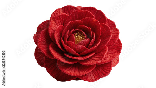 Fotografie Isolated vibrant red camellia flower with delicate petals and golden stamen deta