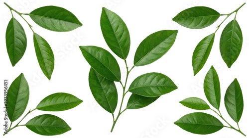 Fresh green leaves on stem.