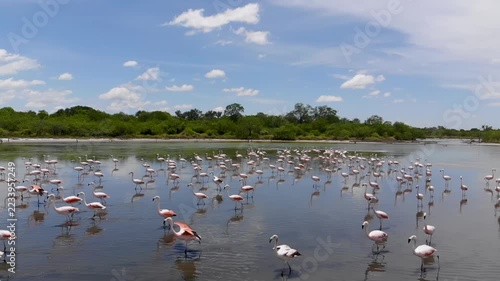 Slow-motion drone image of a large flock of flamingos (Phoenicopterus chilensis), which later fly up and past the drone, Gran Chaco, Paraguay