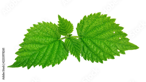 Obraz na plátně Isolated lush green plant leaves sprig with intricate veins and finely serrated