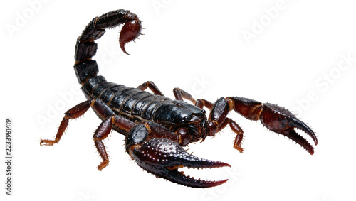 Obraz na plátně Isolated dangerous black scorpion with raised tail and powerful claws, predatory
